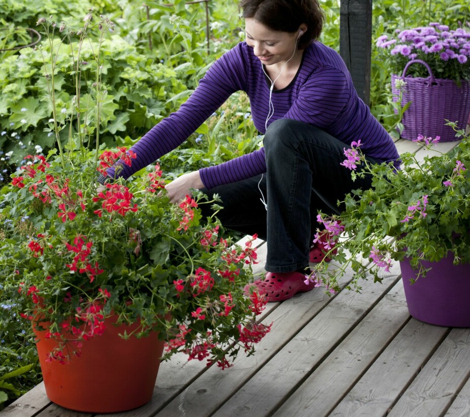 Odporna na deszcz: </b>Pelargonia pnąca, zwana również pelargonią wiszącą, kwitnie w odcieniach bieli, czerwieni lub różu przez całe lato. Liście są bardziej błyszczące, sztywniejsze i mają mniej włosków niż pelargonia ogrodowa.