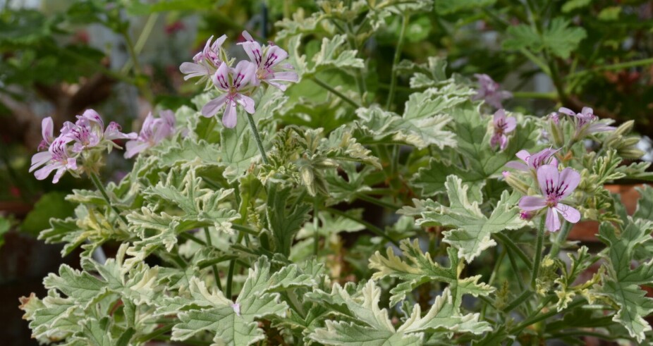 SCENT OF ROSES: Ta pachnąca pelargonia ma liście, które pachną jak róże, gdy pocierasz je między palcami.