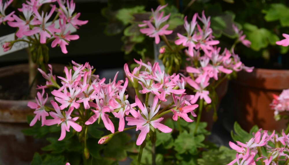 GWIAZDY: Cathrine Wheels to urocza gwiezdna pelargonia.