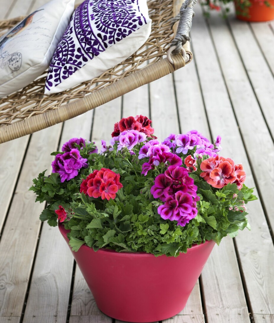 DOESN'T LIKE RAIN: </b>Pelargonia angielska ma największe kwiaty, ale nie lubi deszczu.